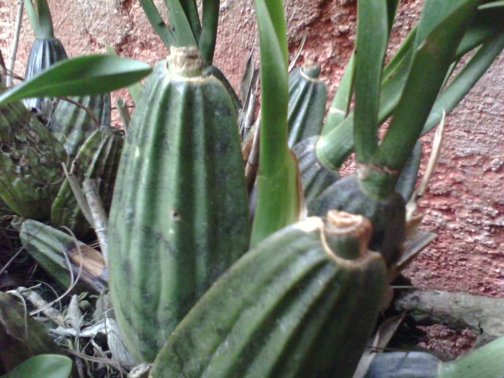 IMG0029A.jpg