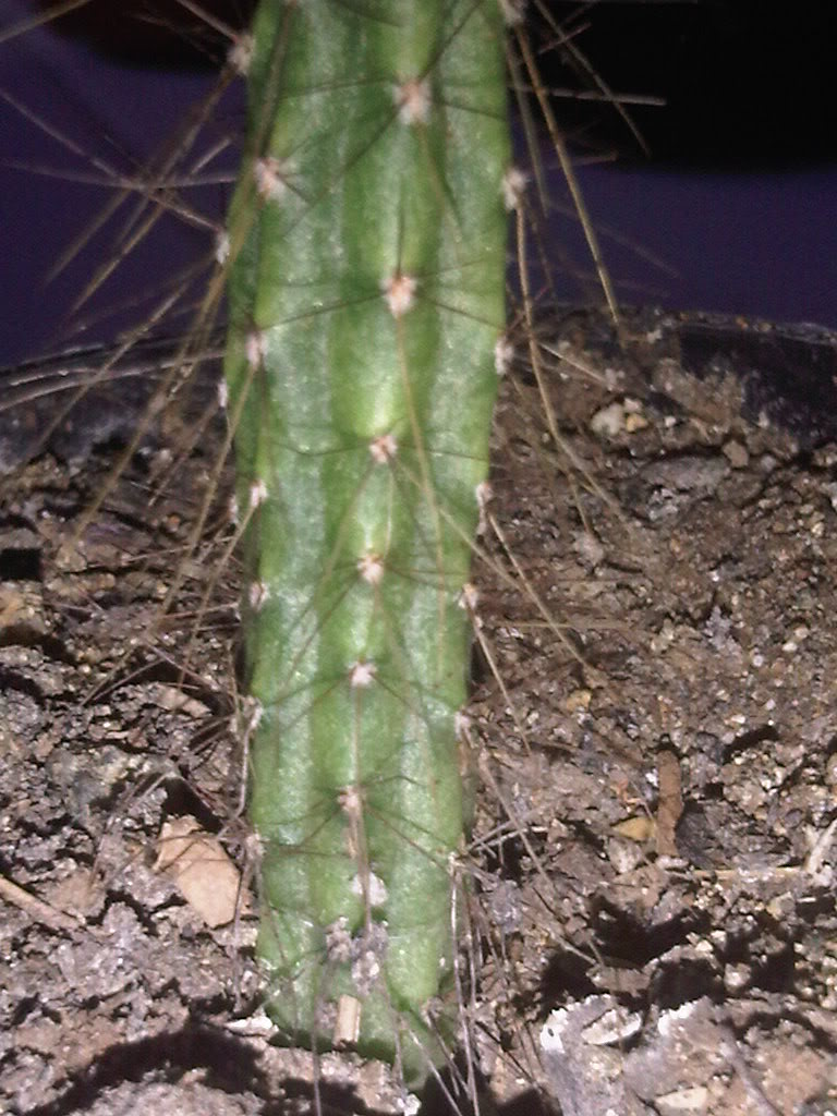 IMG00300-20110511-1822.jpg