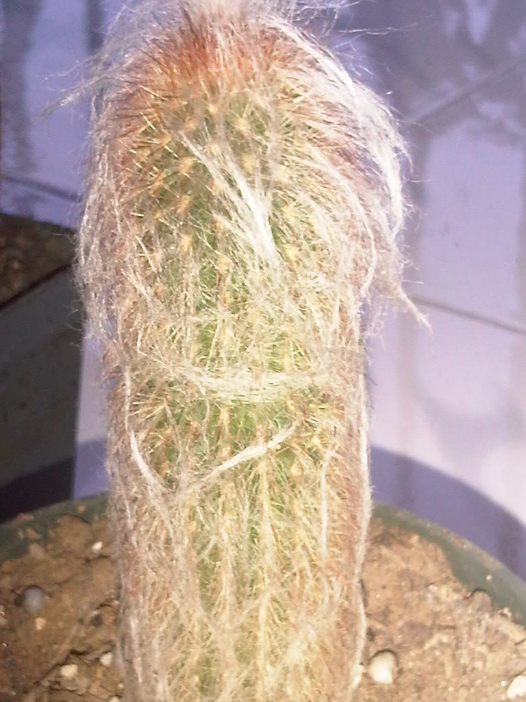 IMG00327-20110511-1832.jpg