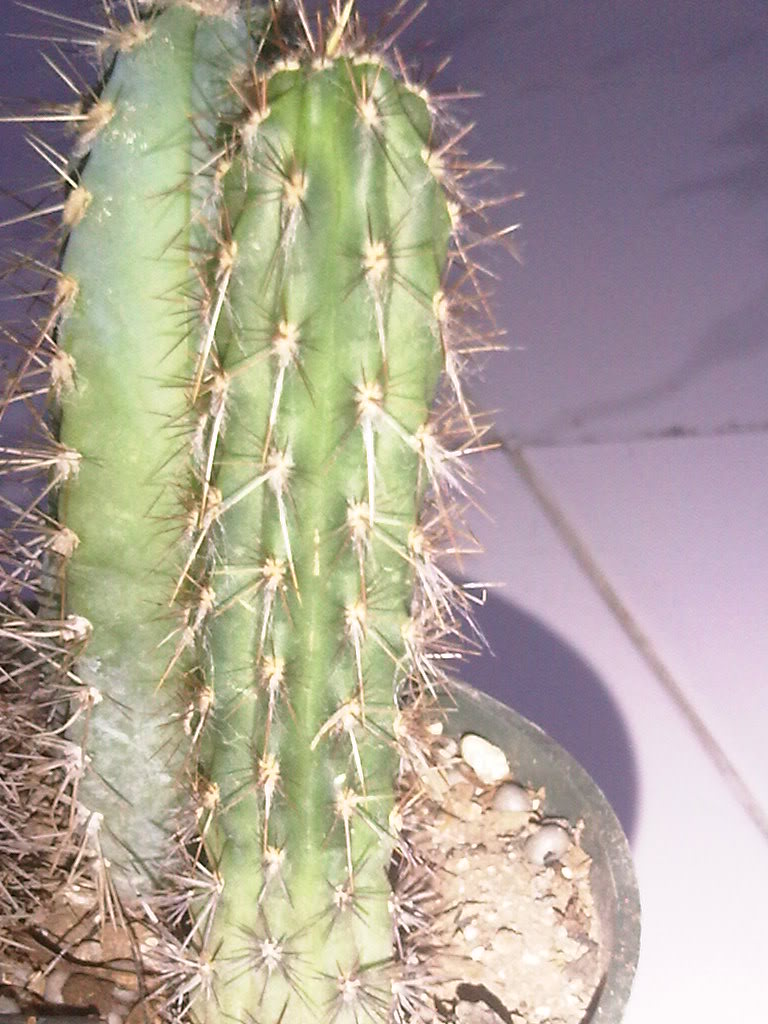 IMG00335-20110511-1833.jpg