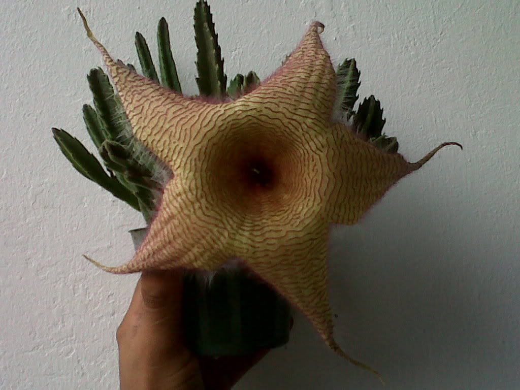 IMG00336-20110620-1820.jpg