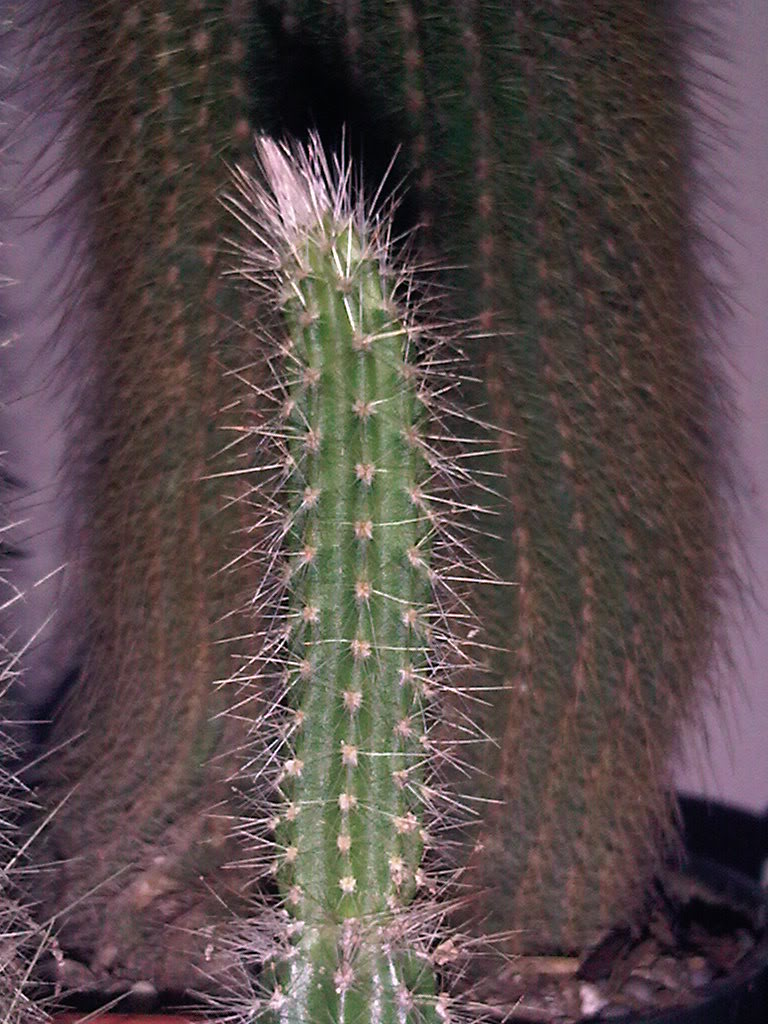 IMG00339-20110511-1834.jpg