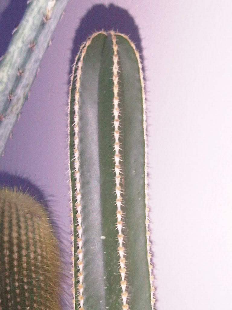 IMG00342-20110511-1835.jpg