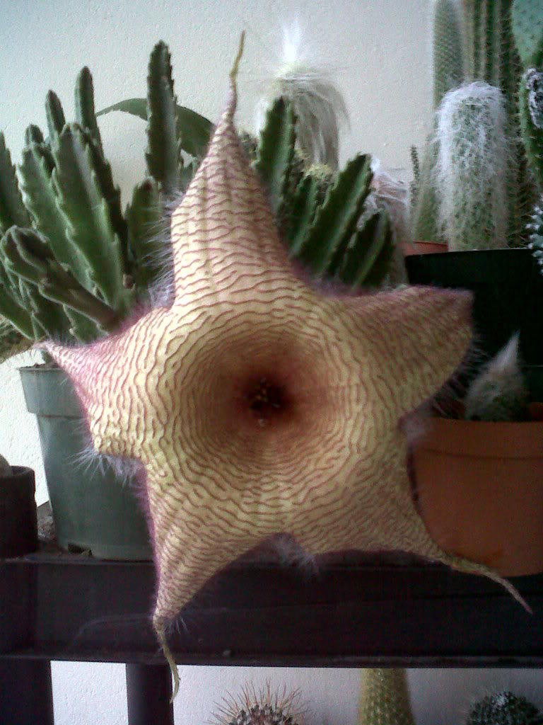 IMG00342-20110620-1825.jpg