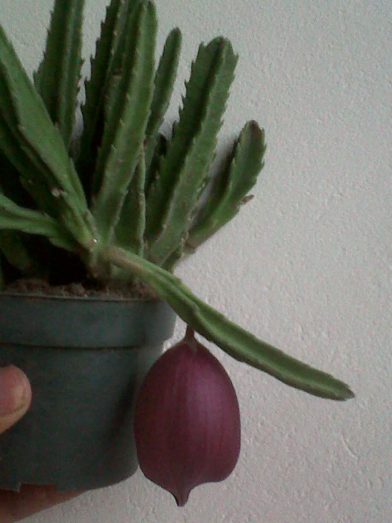 IMG00404-20110709-1755.jpg
