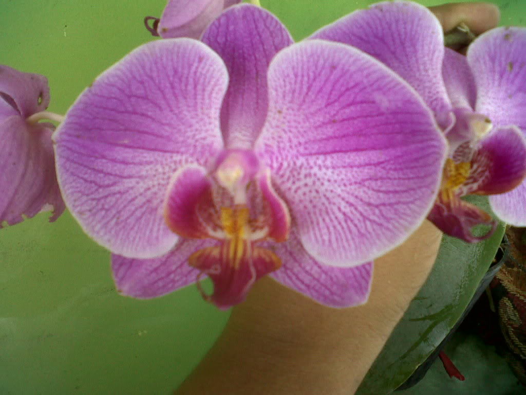 IMG00439-20110717-1055.jpg
