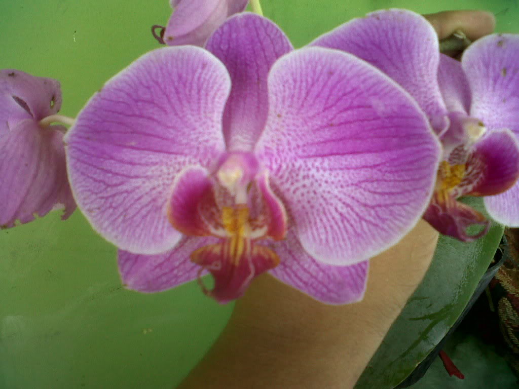 IMG00440-20110717-1055.jpg