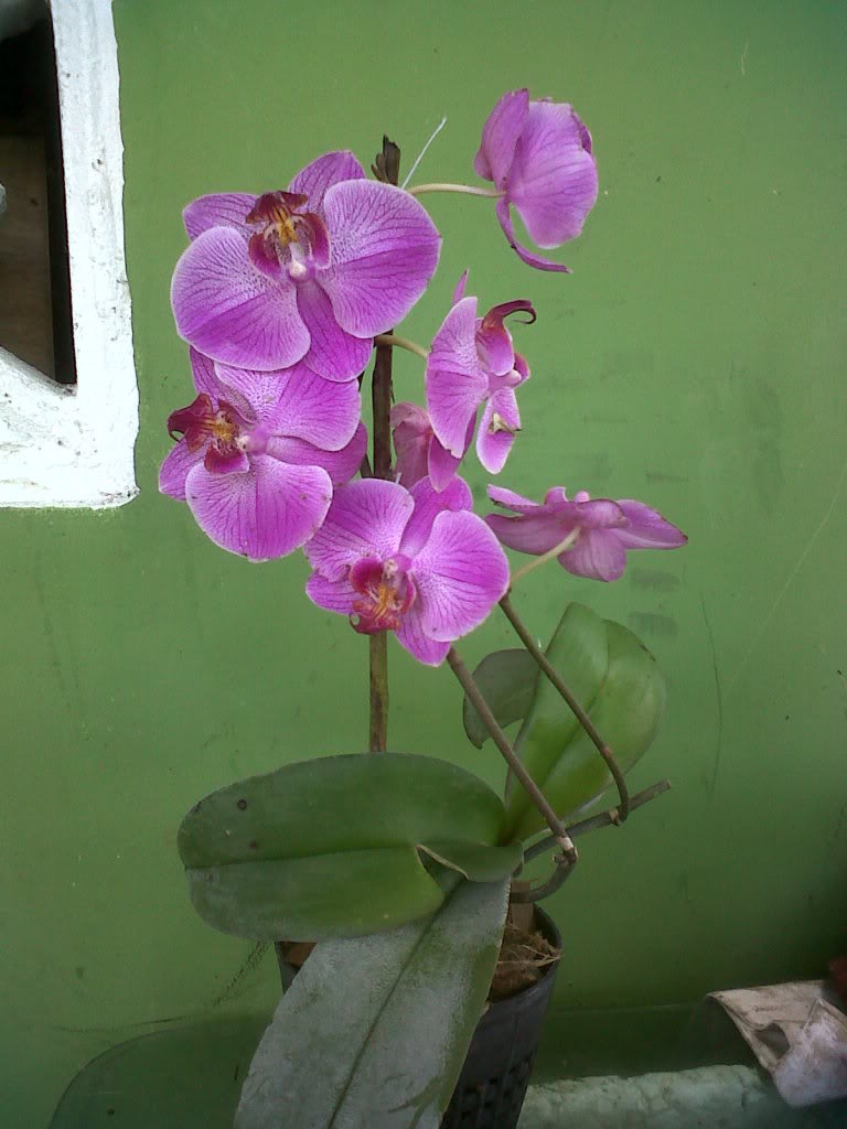 IMG00444-20110717-1101.jpg