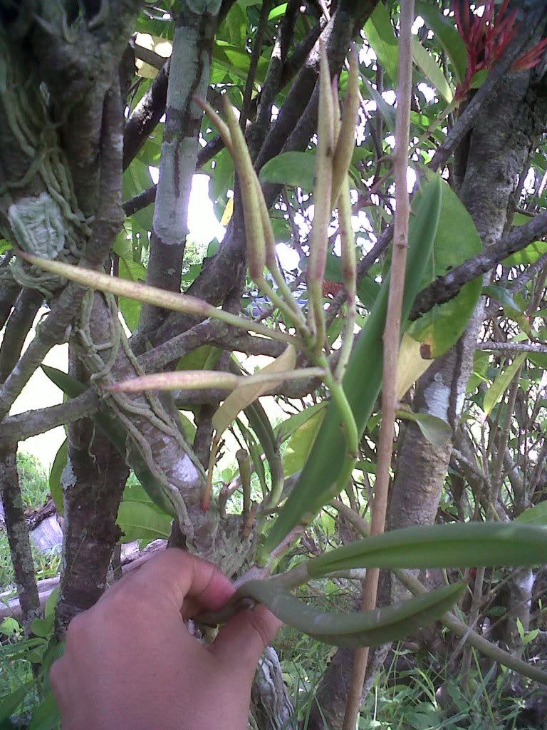 IMG00518-20110717-1338.jpg