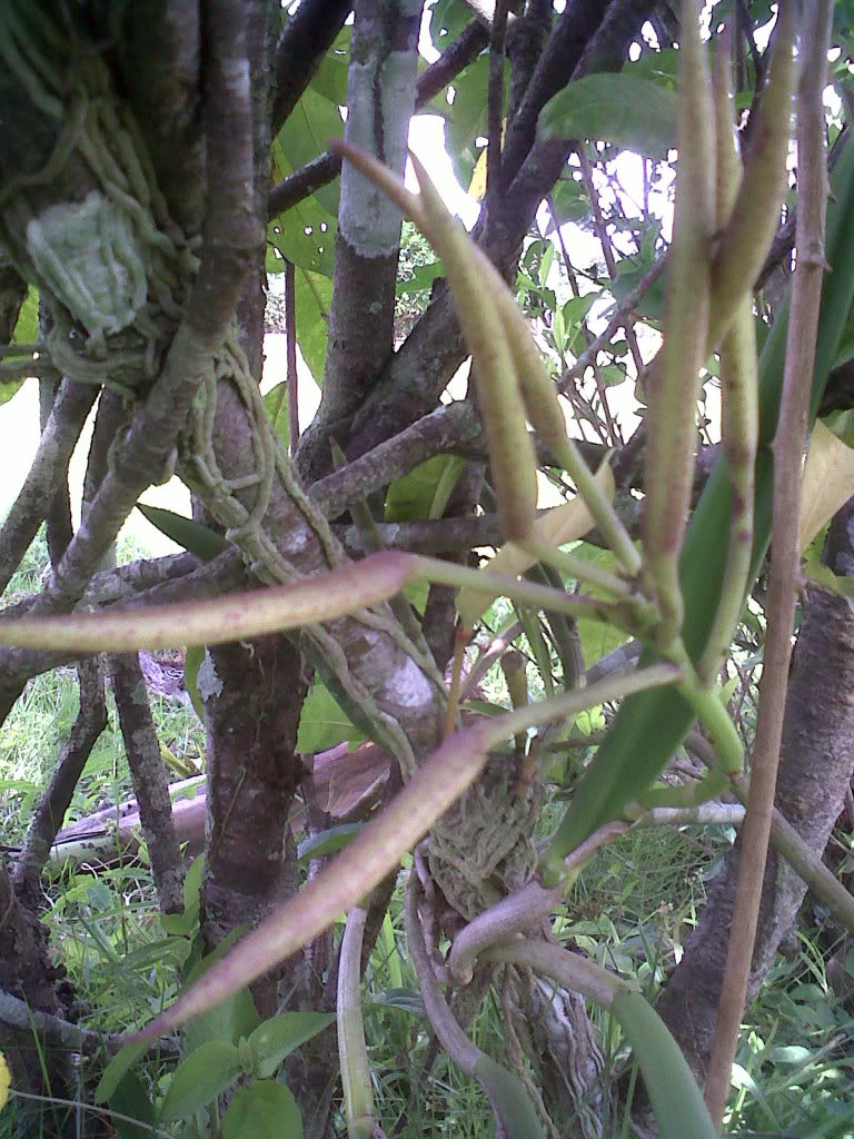 IMG00519-20110717-1338.jpg