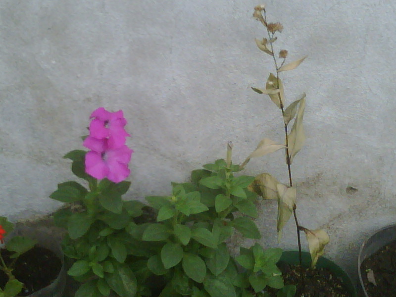 IMG00530-20120611-1202.jpg