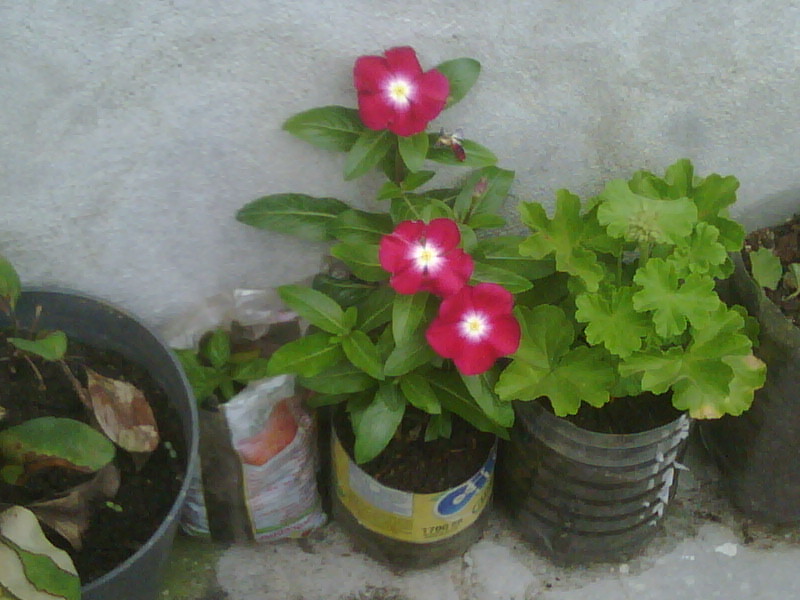 IMG00531-20120611-1202.jpg