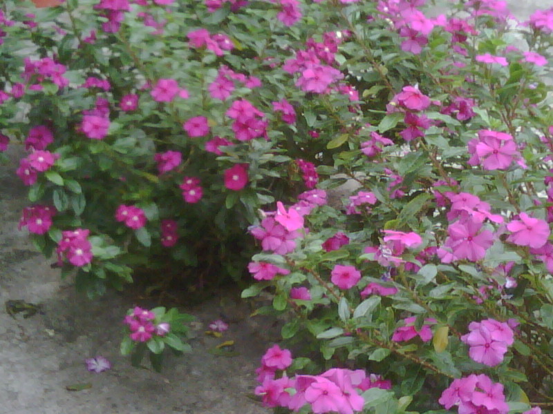 IMG00532-20120611-1203.jpg