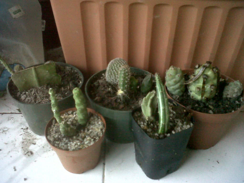 IMG00542-20110719-1826.jpg