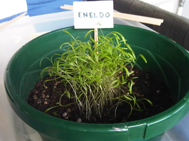 IMG00562-20100809-1856.jpg