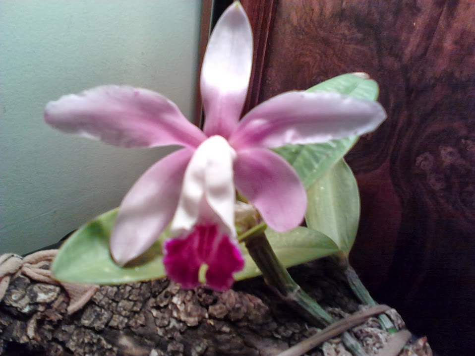 IMG00582.jpg