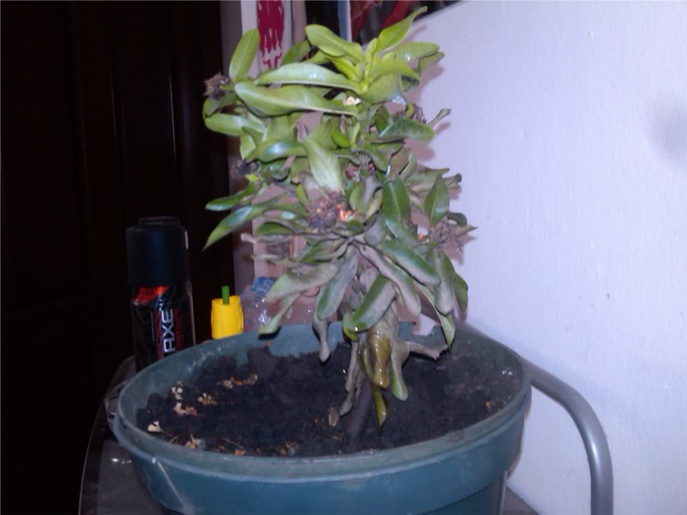 IMG00627-20120629-0838.jpg