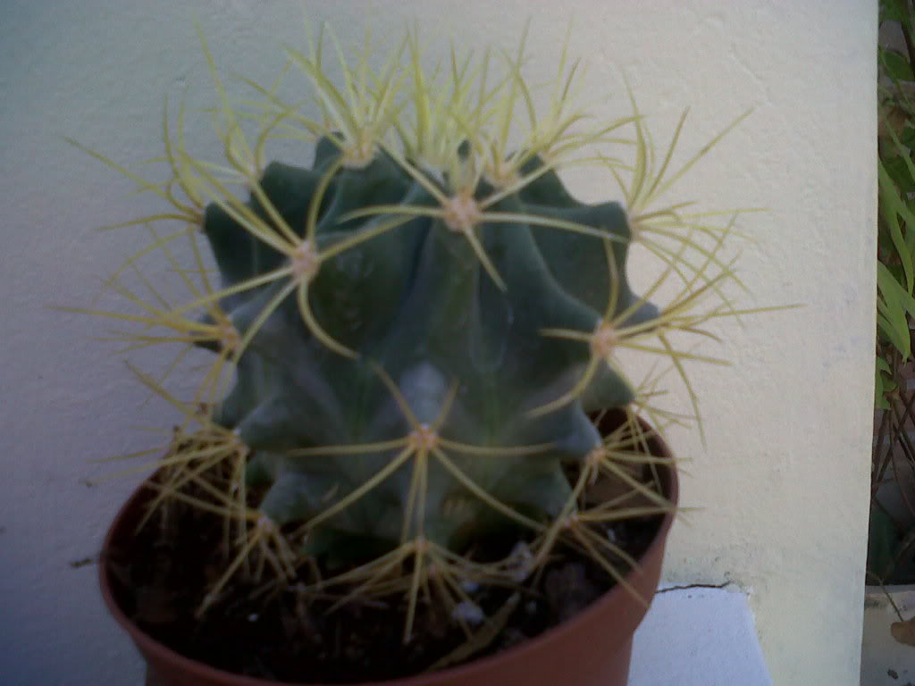 IMG00748-20110501-1116.jpg