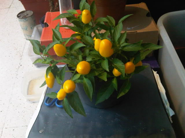 IMG00855-20100904-1811.jpg