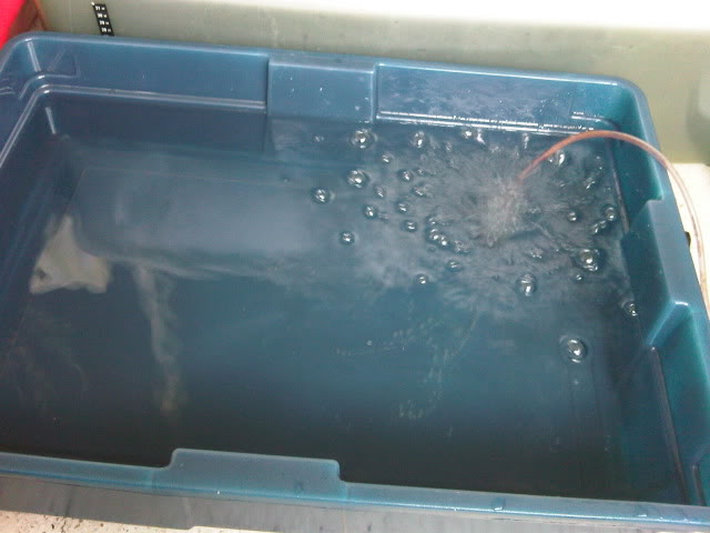IMG01193-20101107-1659.jpg