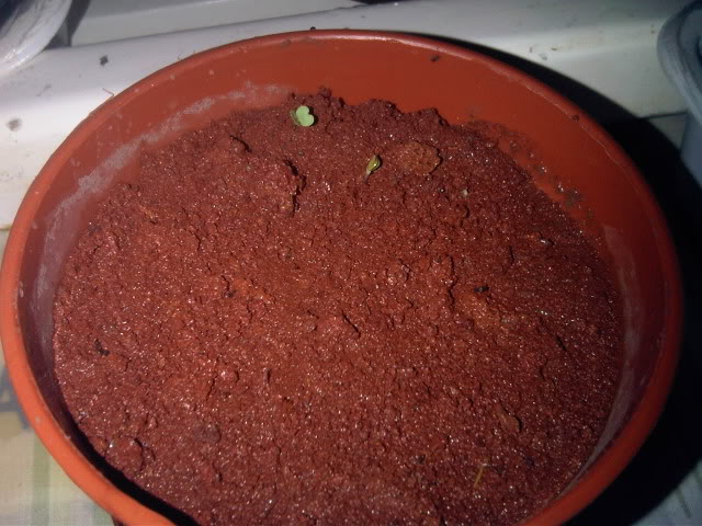 IMG01220-20101109-1859.jpg
