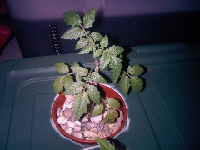 IMG01227-20101109-1902.jpg