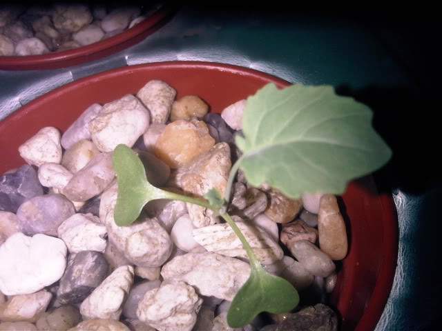 IMG01232-20101109-1906.jpg