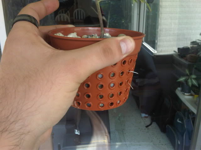 IMG01240-20101112-1616.jpg