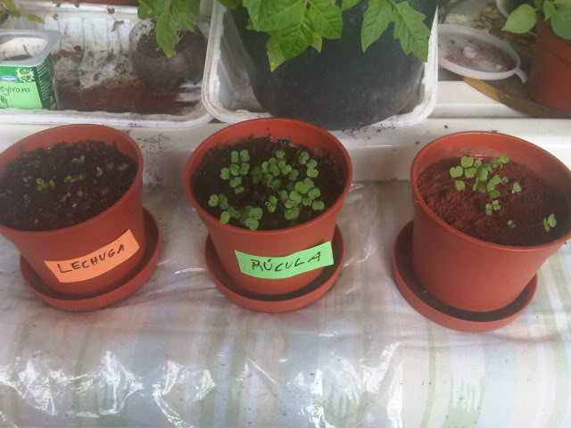 IMG01264-20101113-1655.jpg