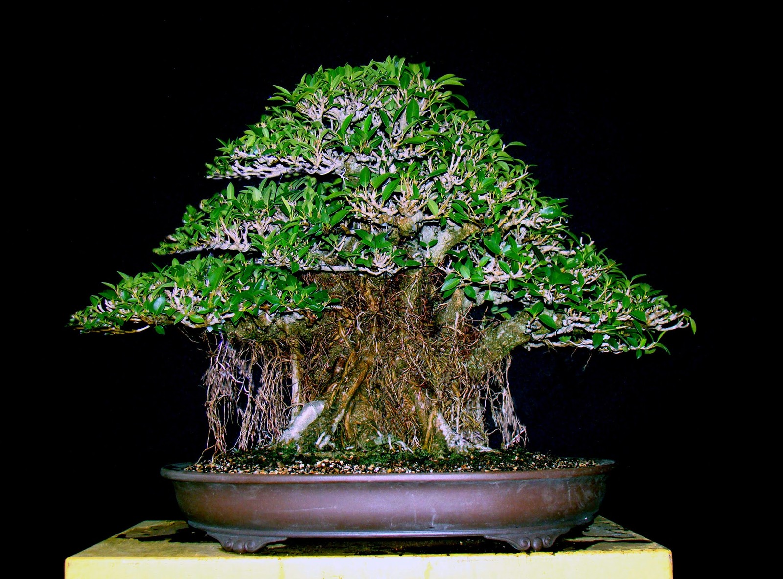 img013-5-1.jpg