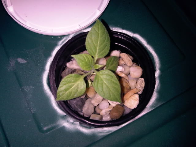 IMG01316-20101116-1957.jpg