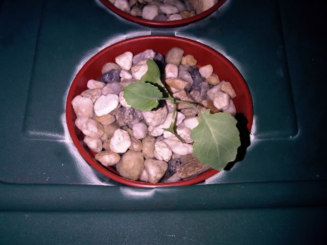 IMG01317-20101116-1957.jpg