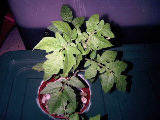 IMG01318-20101116-1958.jpg