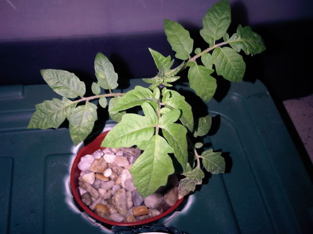 IMG01319-20101116-1958.jpg