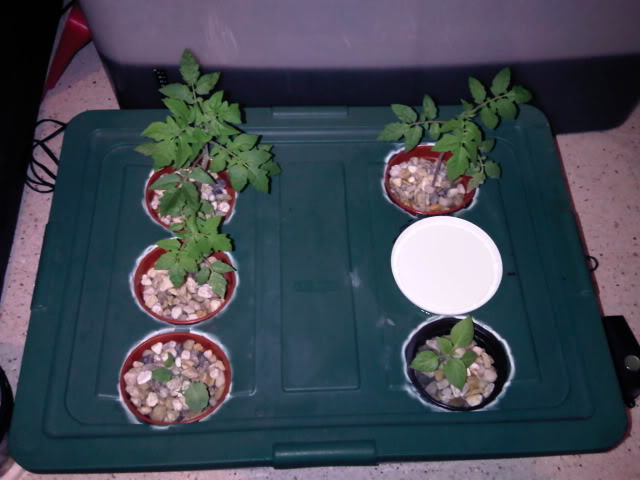 IMG01320-20101116-1958.jpg