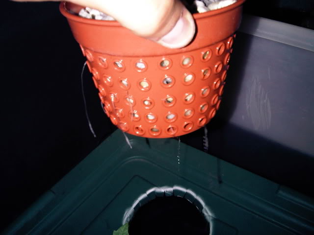 IMG01326-20101116-2001.jpg