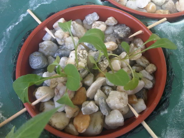 IMG01448-20101205-1453.jpg