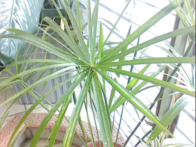 IMG091.jpg