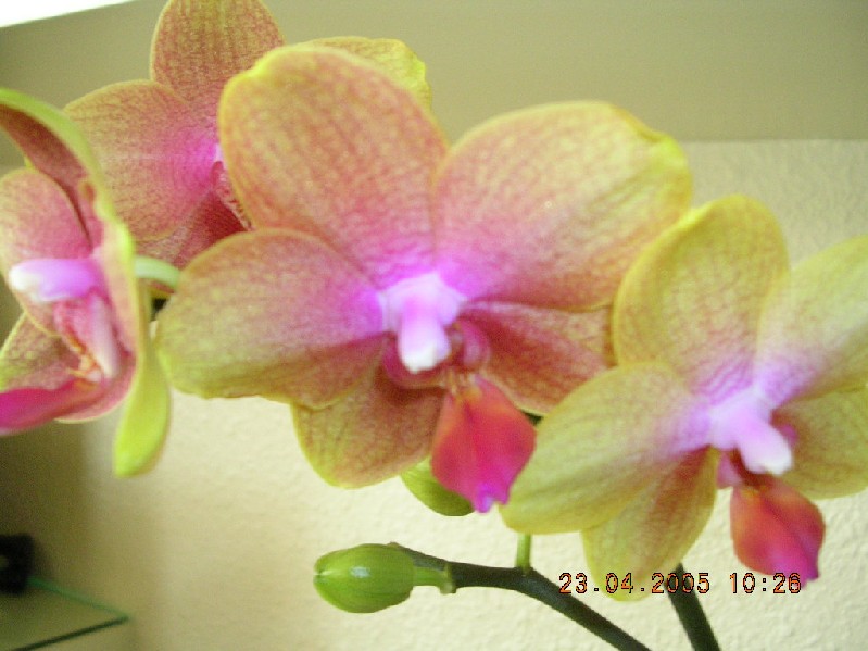Img0939.JPG