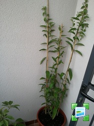 img201107231026140.jpg