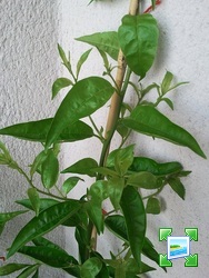 img201107231026470.jpg