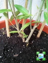 img20110723102705.jpg