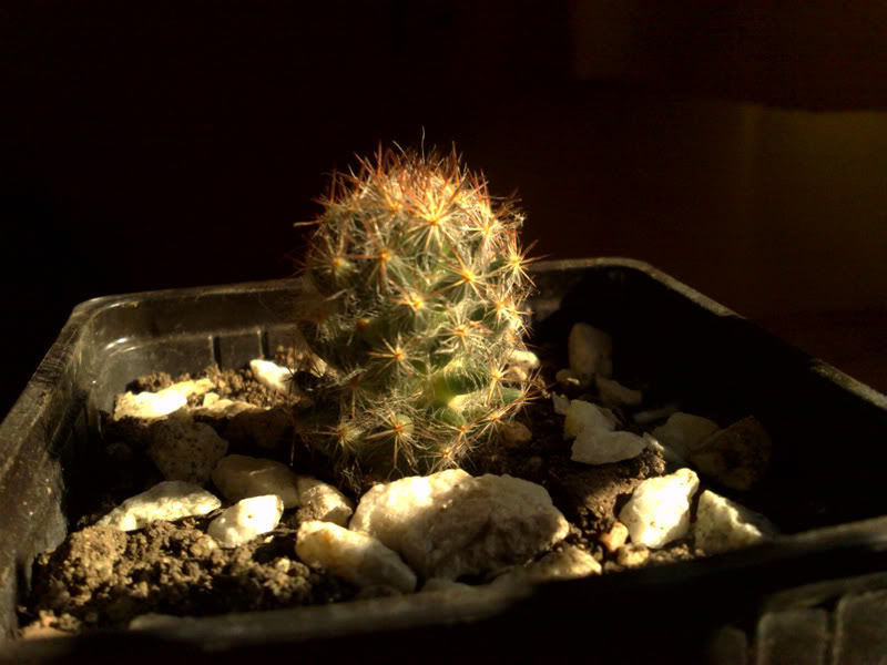 Img4.jpg