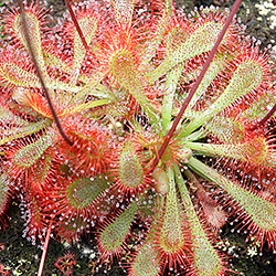 img_0-5228_drosera_spatulata_lovellae.png