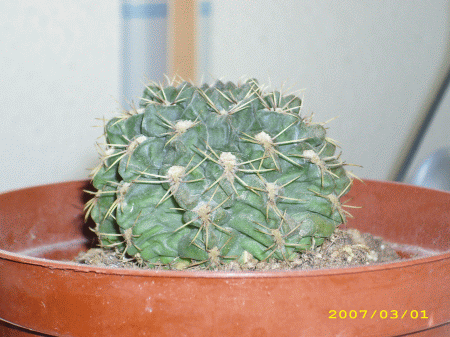 IMG_0003.gif