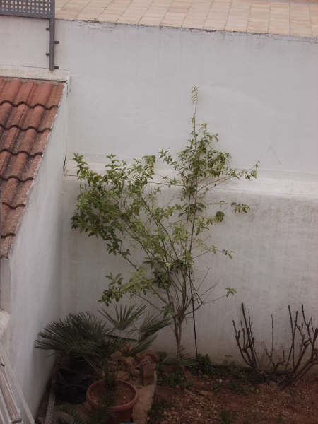 IMG_0004.JPG