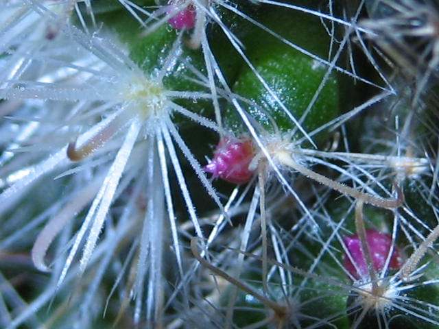 Img_00052.jpg