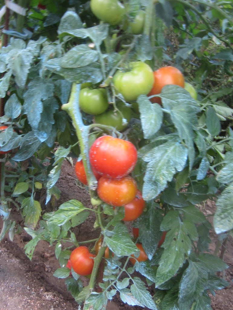 img_00071.jpg