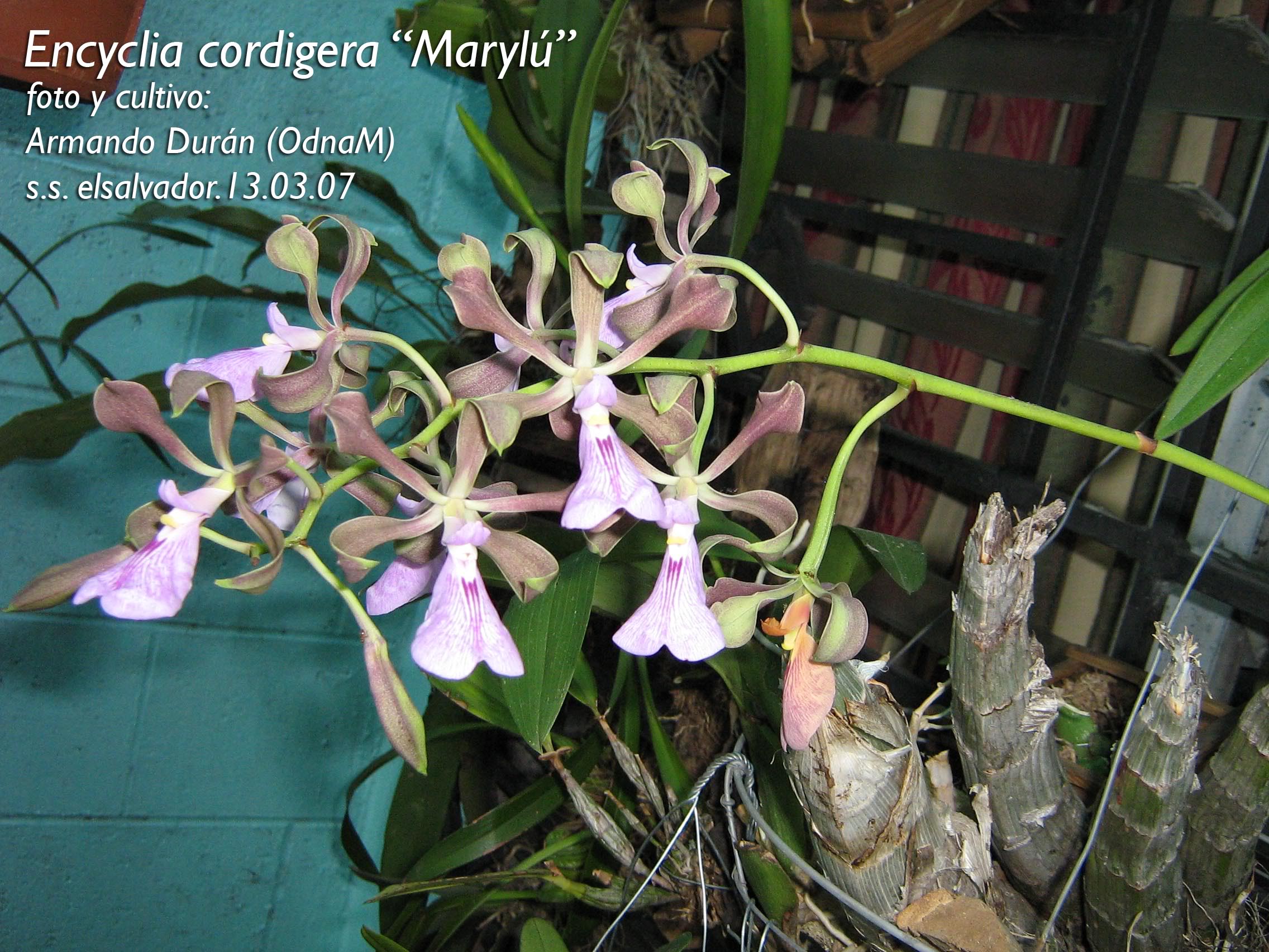 IMG_0013copy.jpg