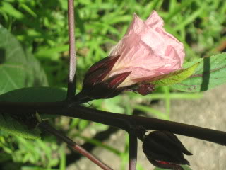 IMG_0051.jpg